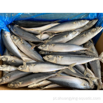 Frozen Pacific Mackerel 100-200G para alimentos enlatados